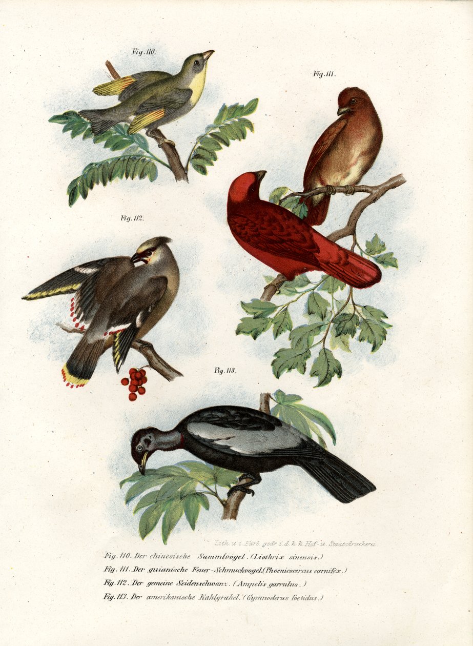Leiothrix-Vogel, 1864 von German School