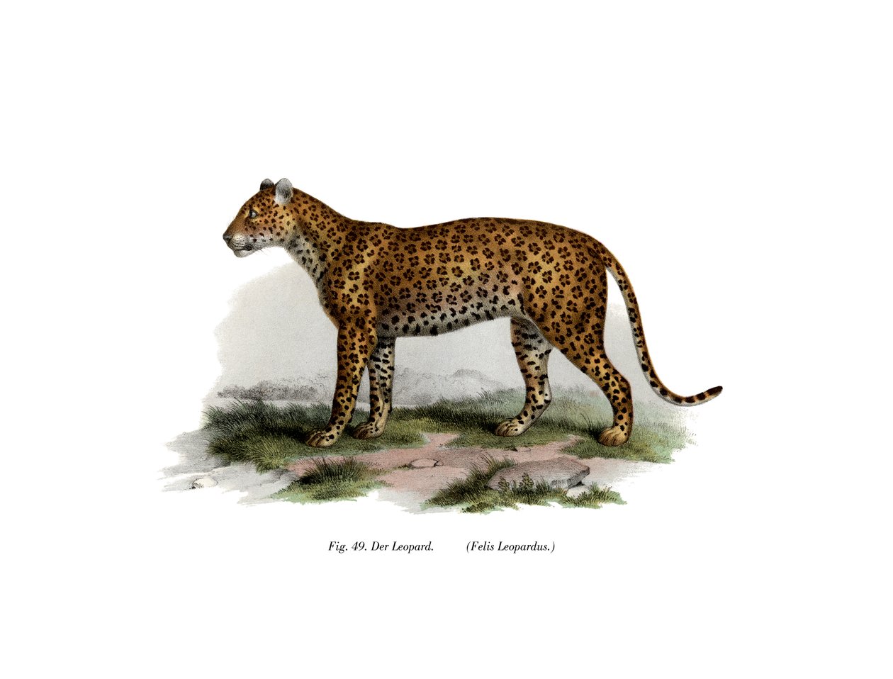 Leopard, 1860 von German School
