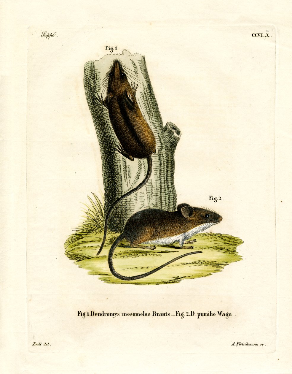 Langschwanz-Baummaus von German School