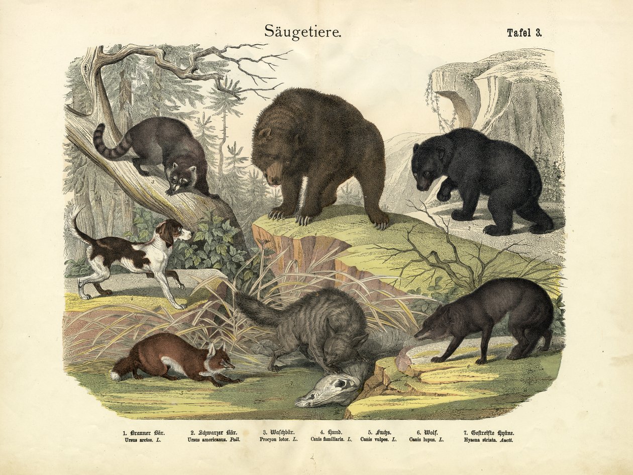 Säugetiere, ca. 1860 von German School