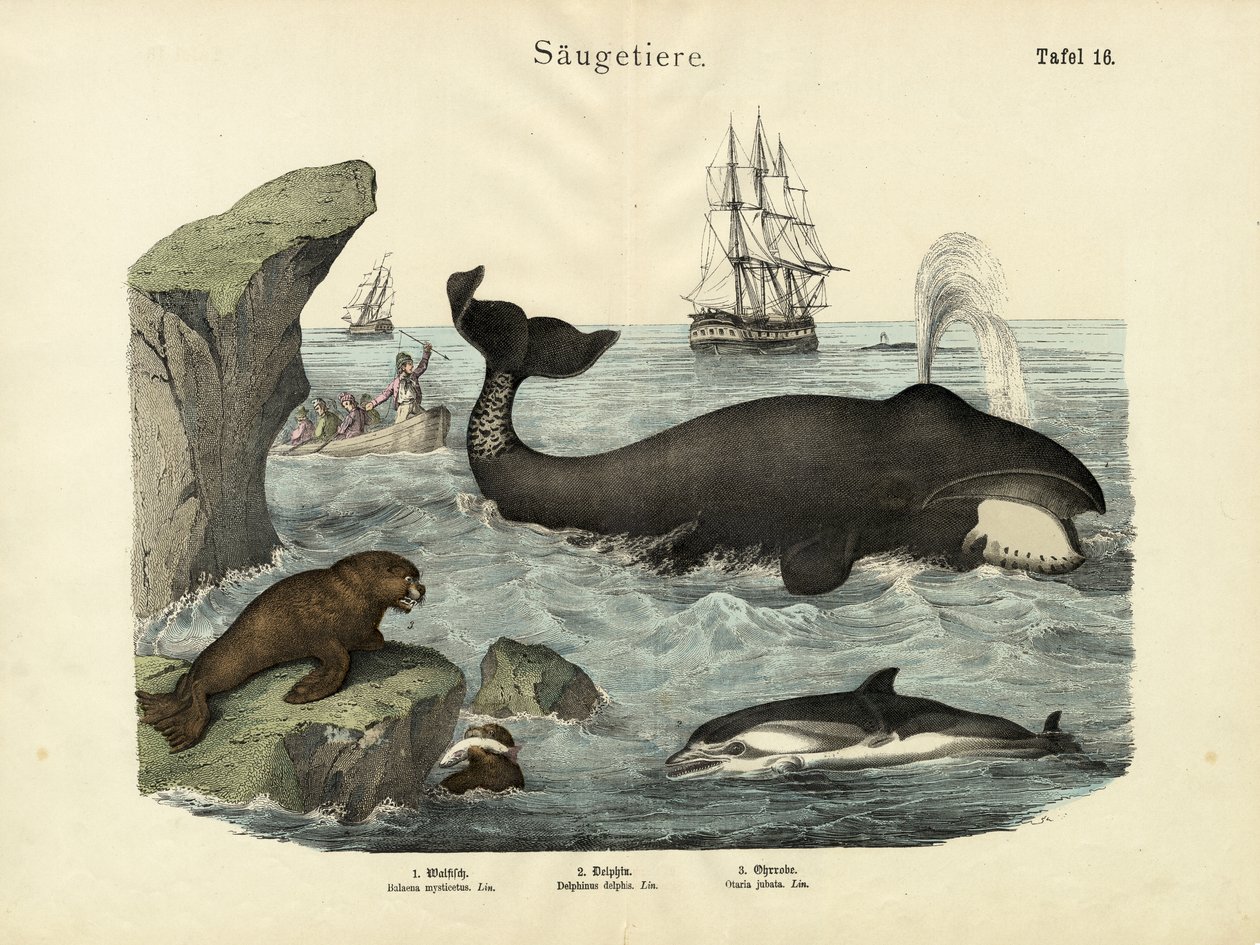 Säugetiere, um 1860 von German School