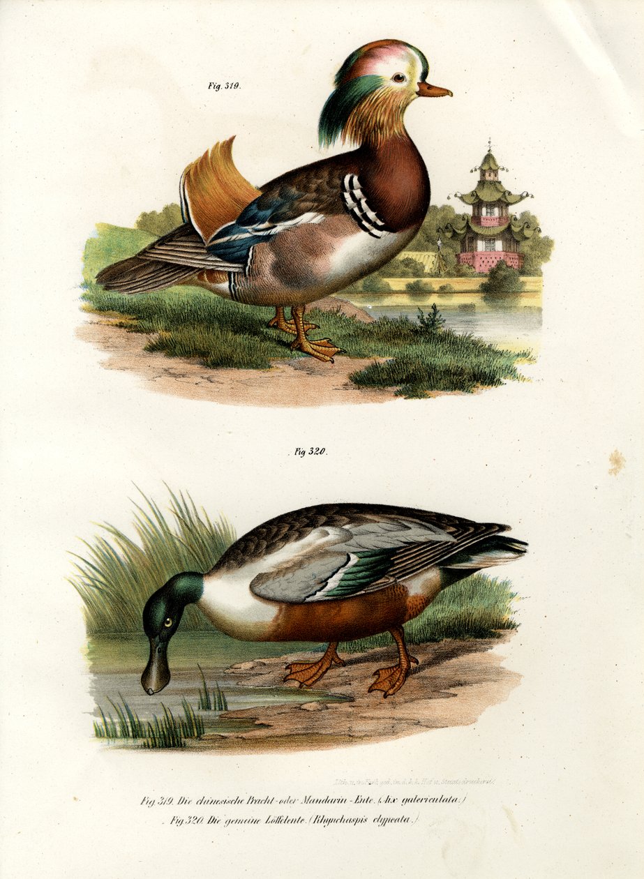Mandarinente von German School