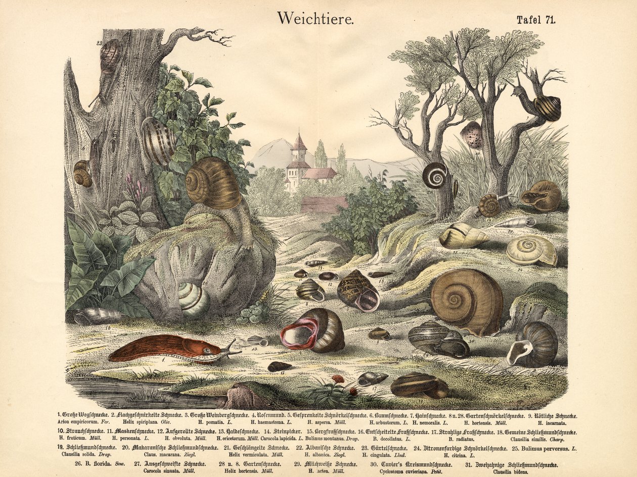 Weichtiere, um 1860 von German School