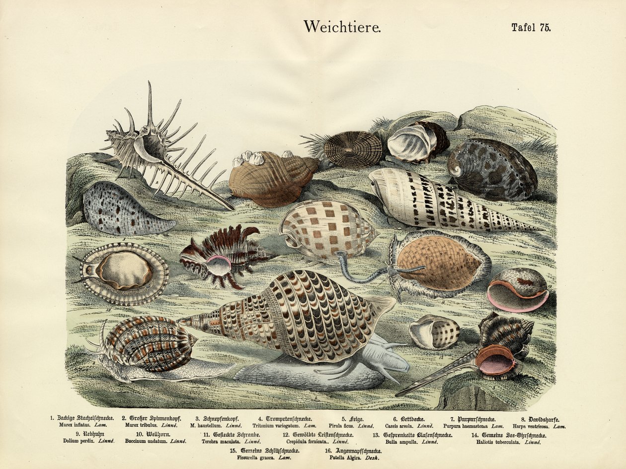 Weichtiere, um 1860 von German School