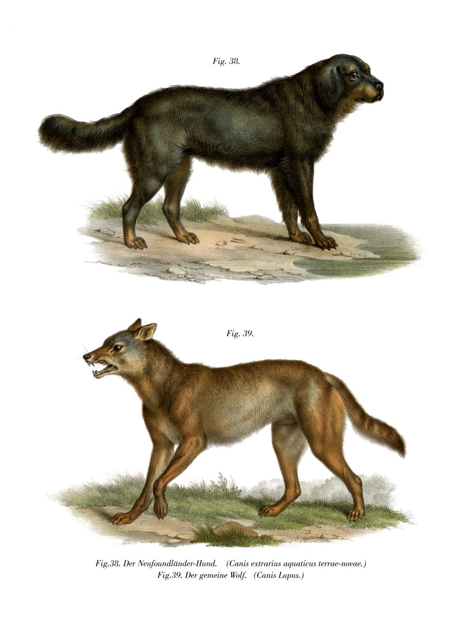 Neufundländer, 1860 von German School