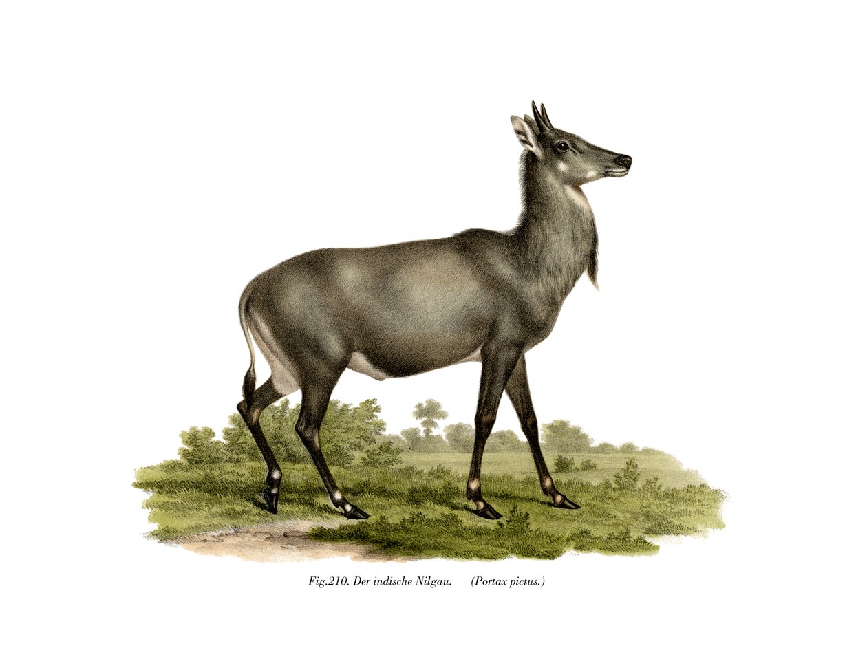 Nilgau, 1860 von German School