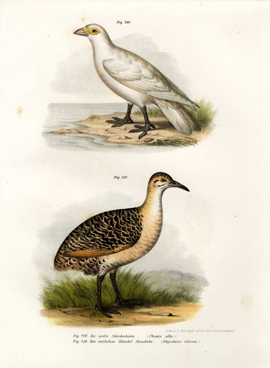 Blassgesicht-Scheitelschnabel, 1864 von German School