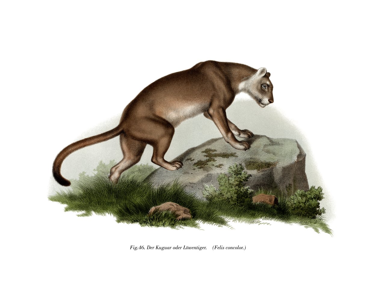 Puma, 1860 von German School