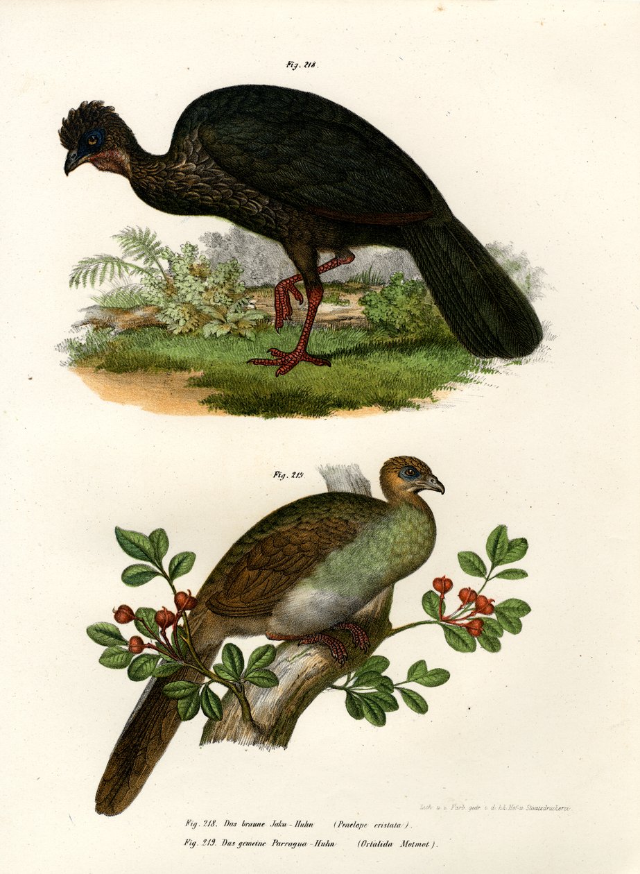 Purpurguan, 1864 von German School