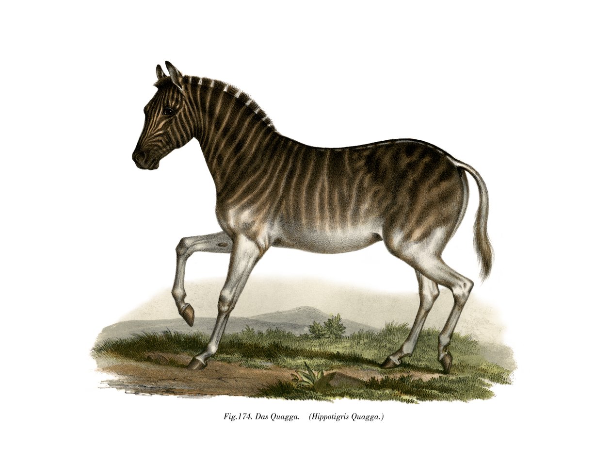Quagga von German School