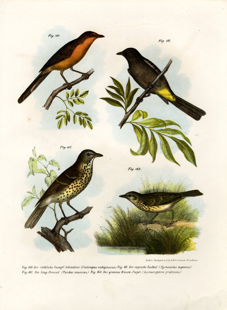 Rotbrust-Babbler, 1864 von German School