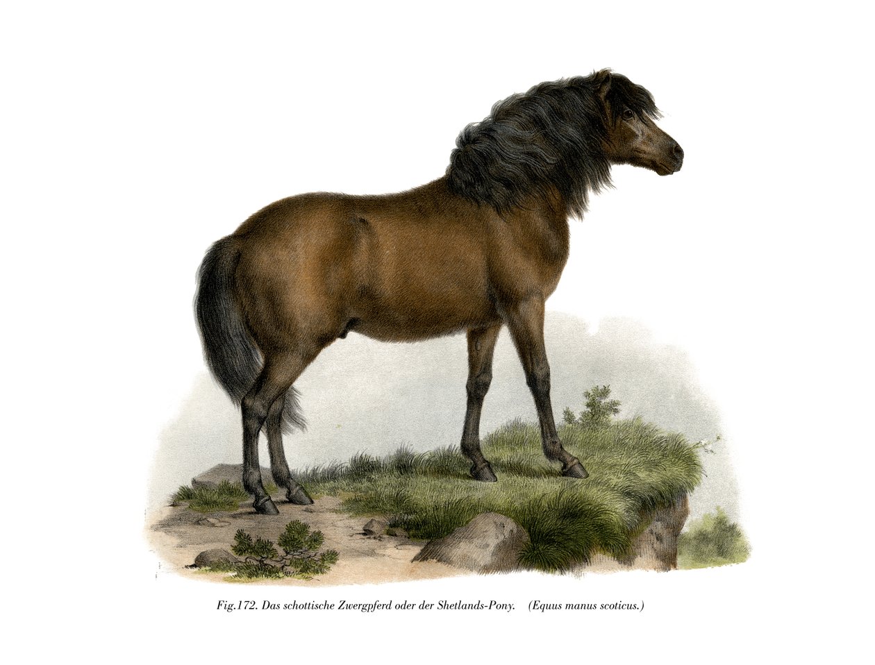 Shetlandpony von German School