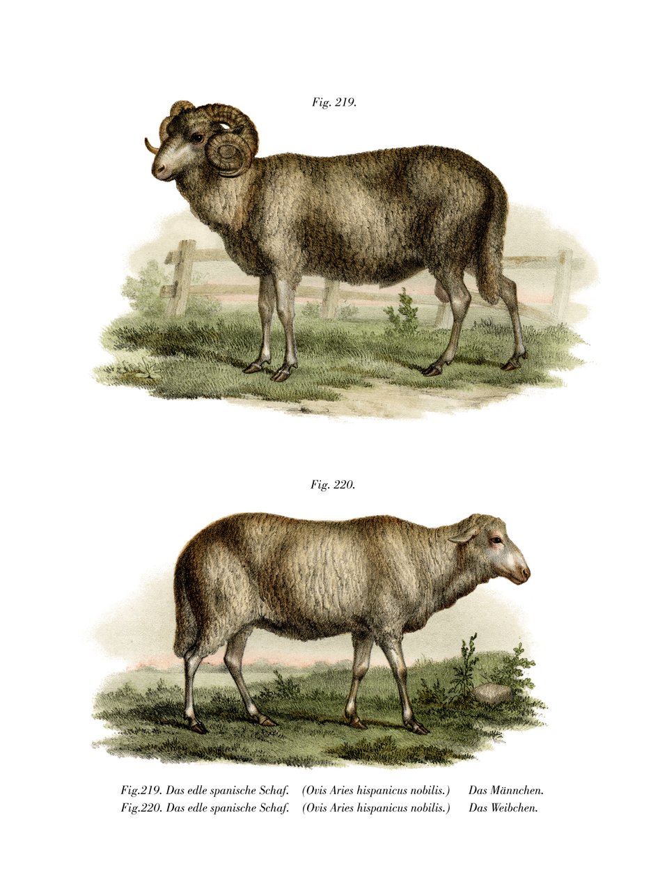 Spanisches Schaf, 1860 von German School