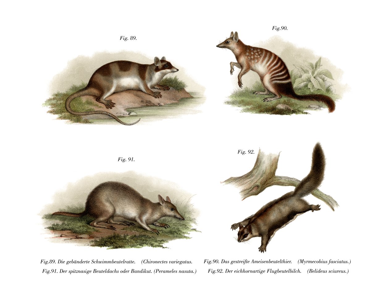 Wasseropossum von German School