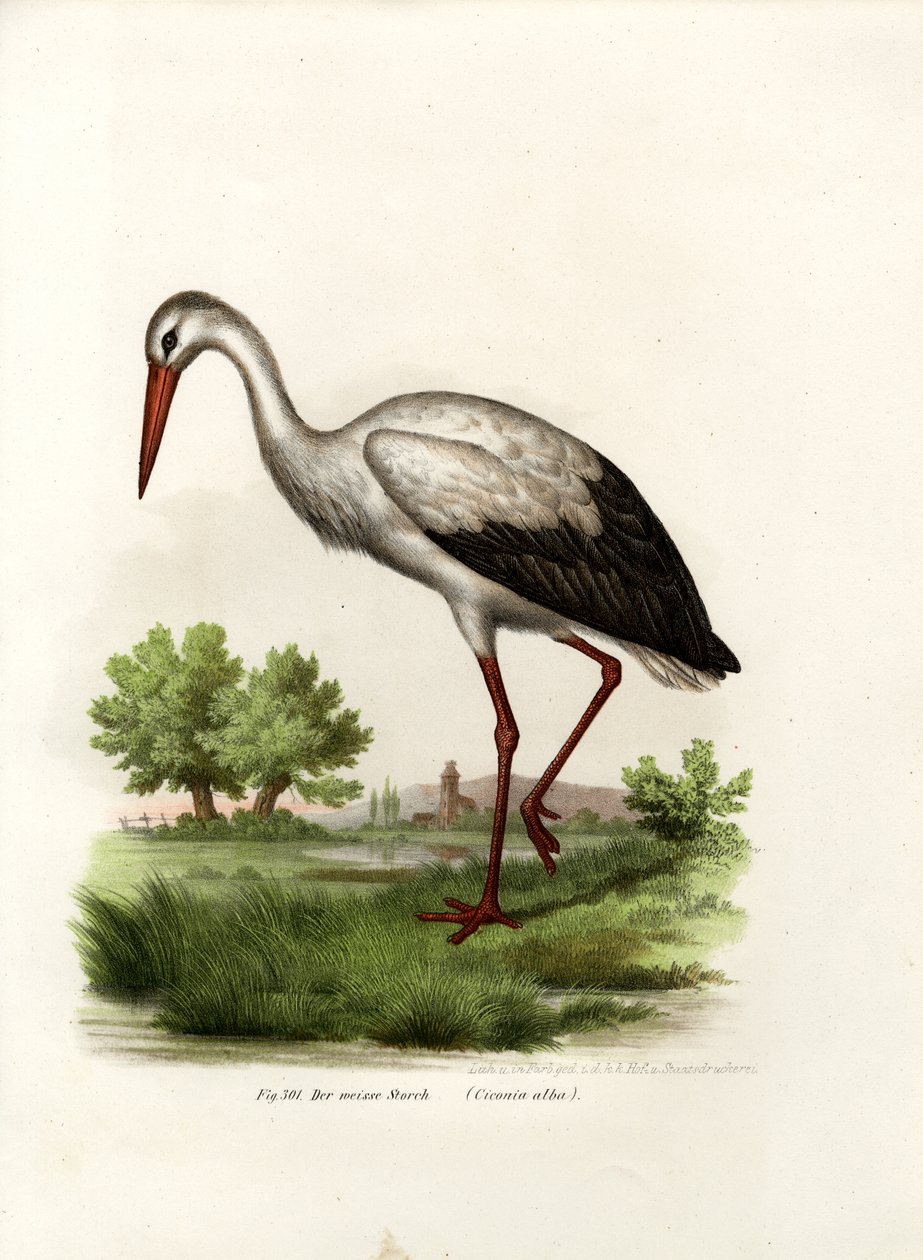 Weißstorch von German School