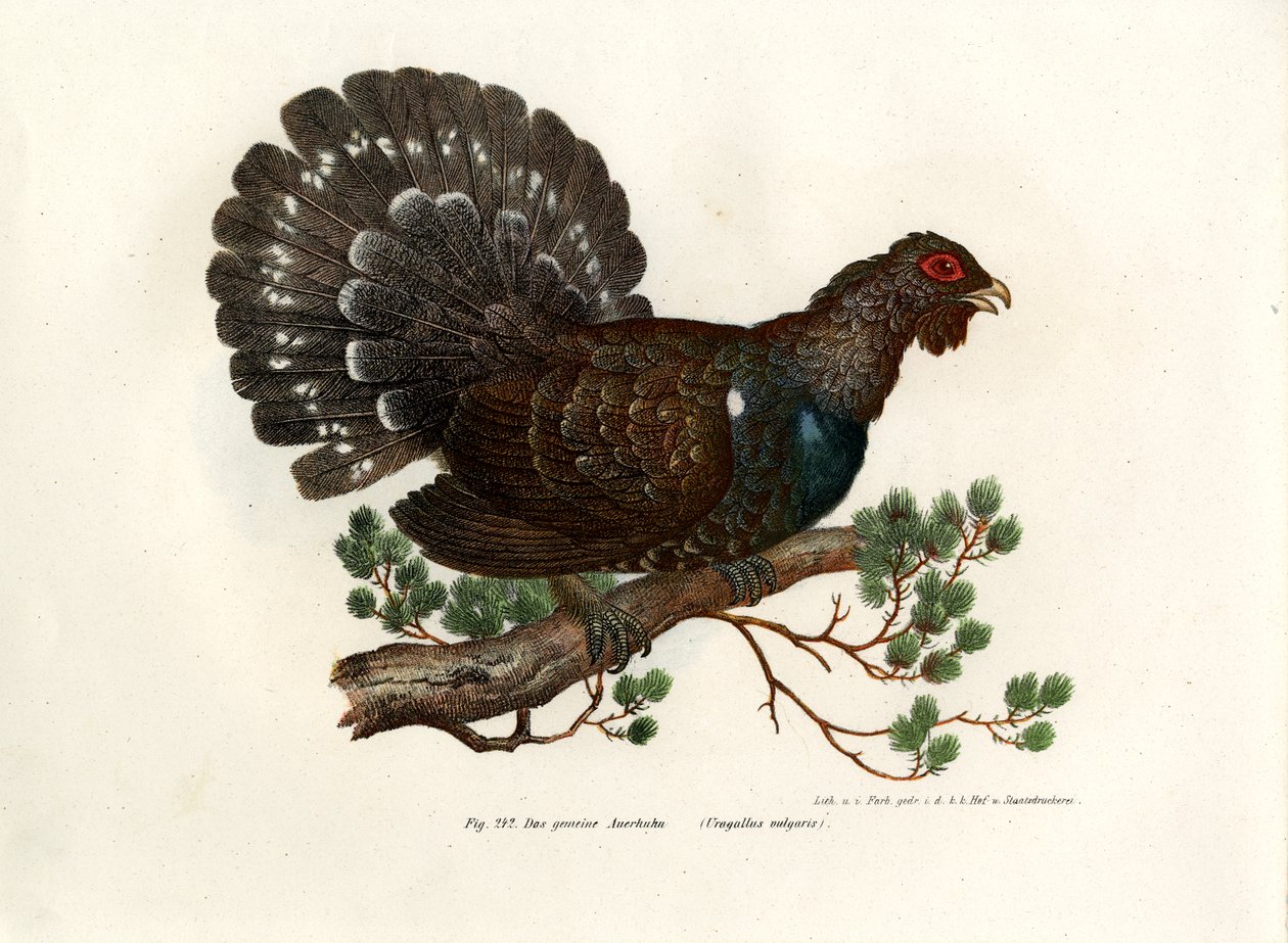 Auerhuhn, 1864 von German School