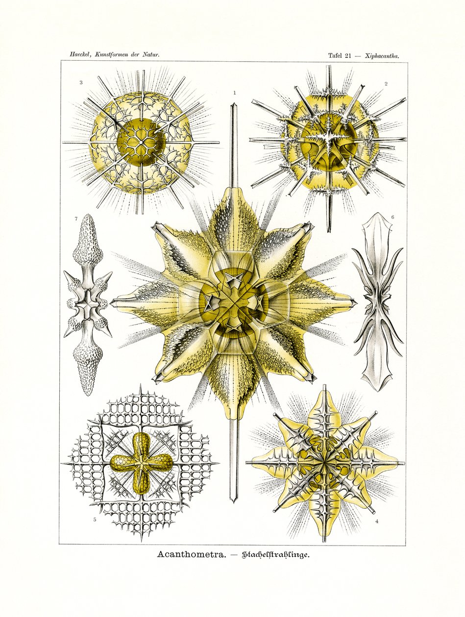 Acanthometra von German School