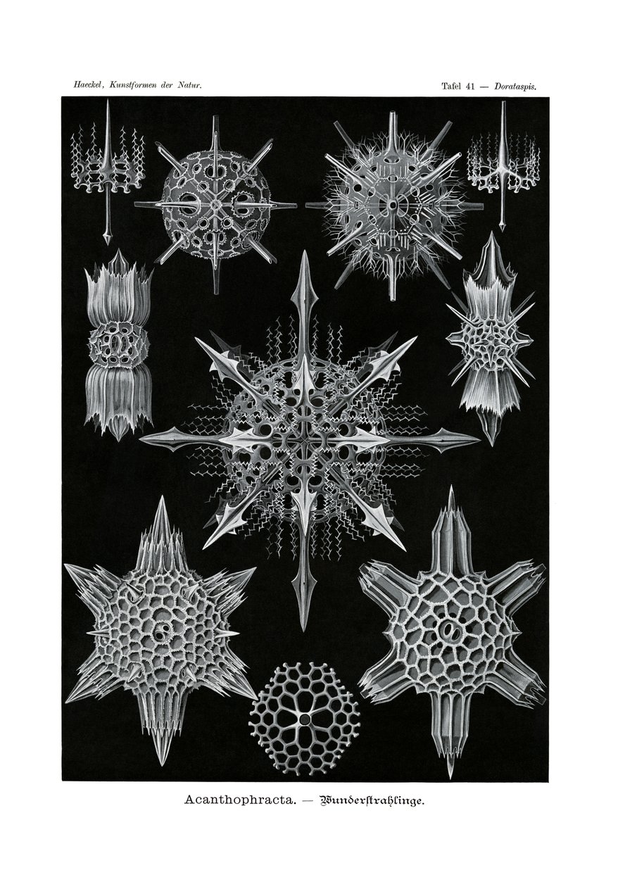 Acanthophracta von German School