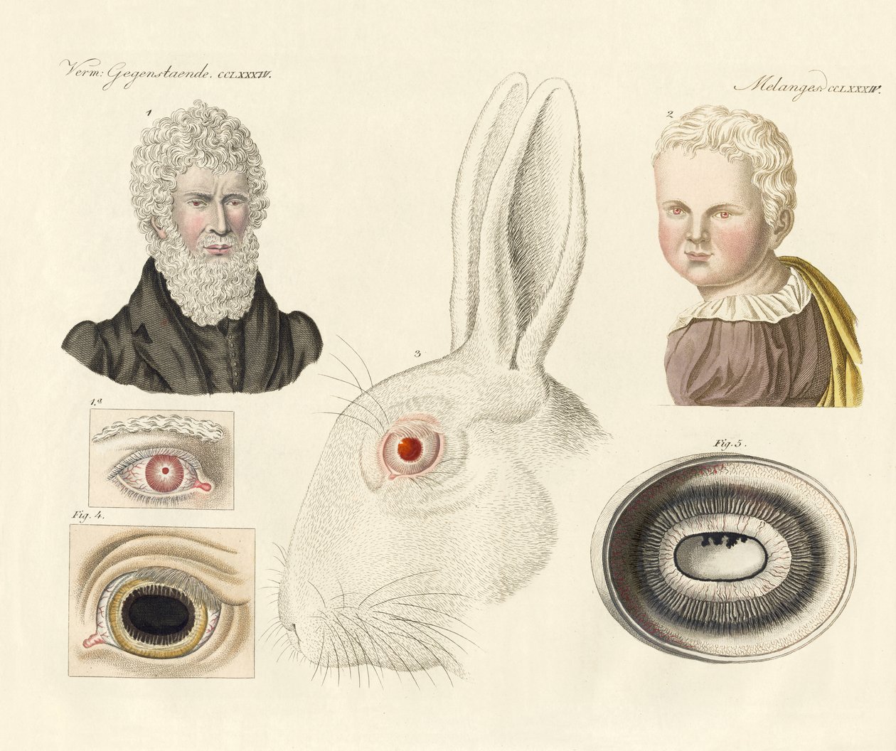 Albinos von German School