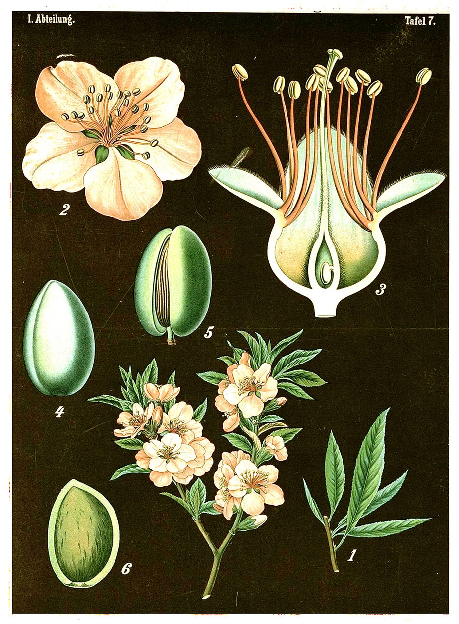Mandel (Prunus Amygdalus) um 1890 von German School