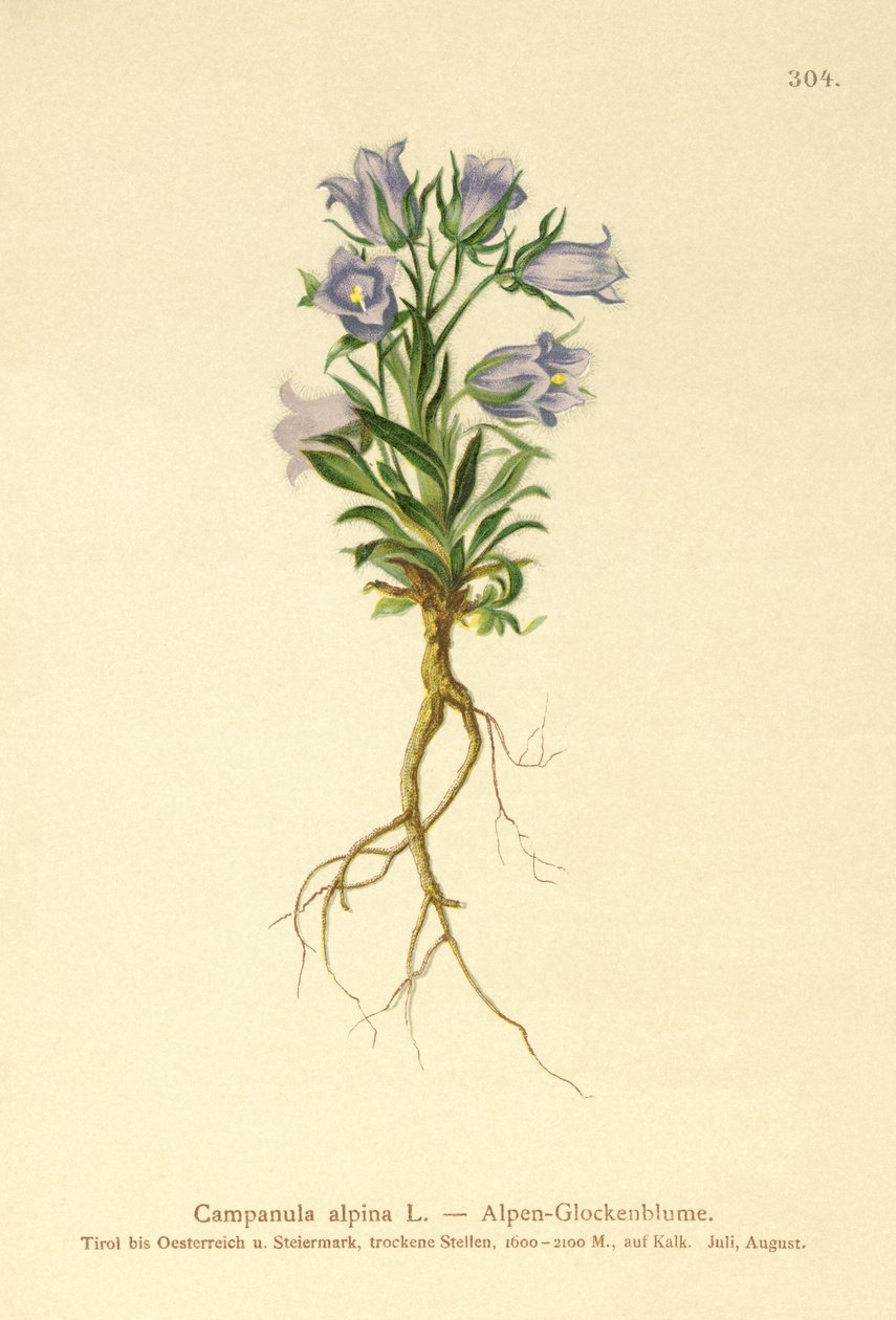 Alpenglockenblume von German School