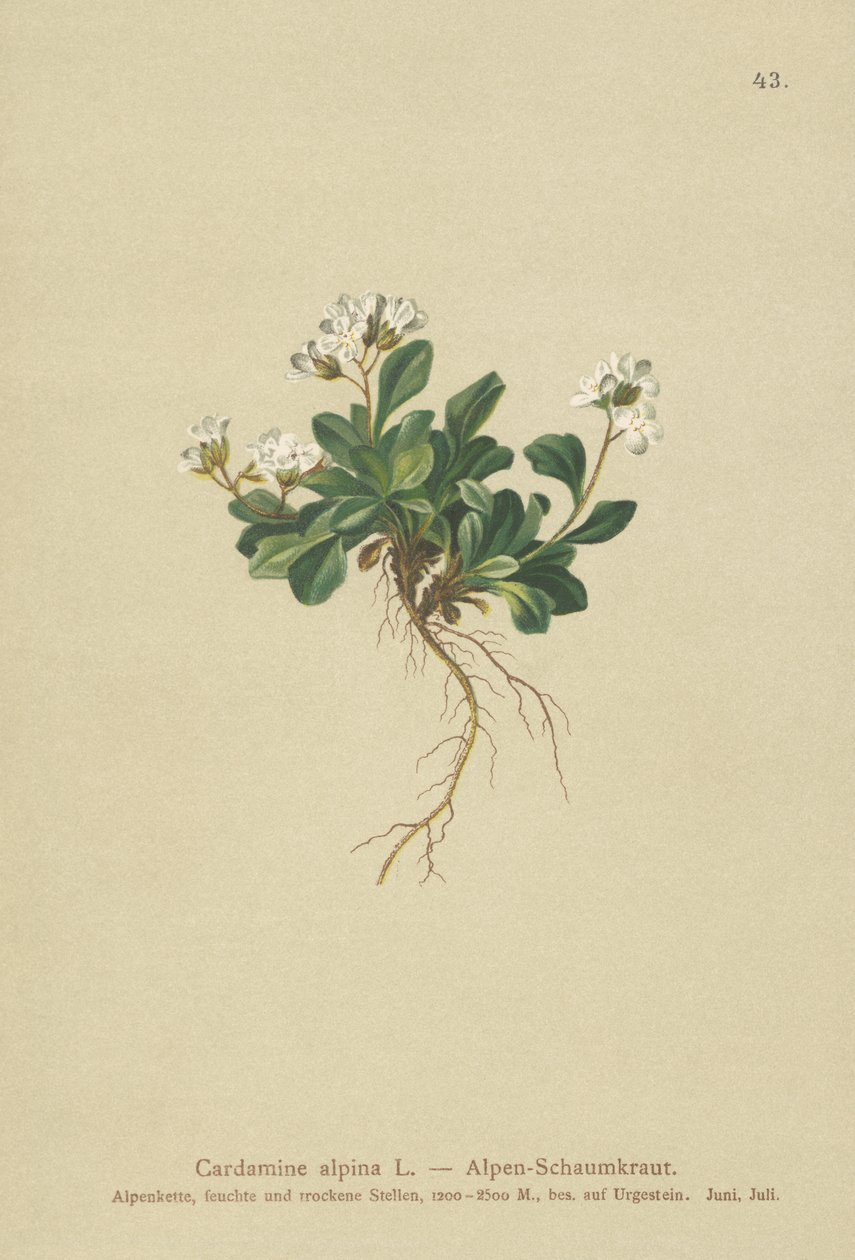 Alpen-Bitterkresse (Cardamine alpina) von German School