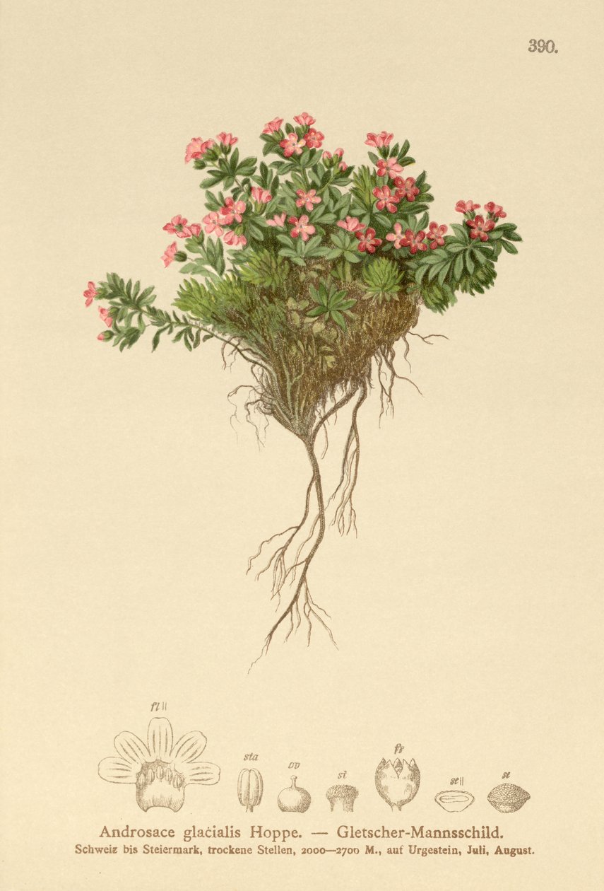 Alpen-Mannsschild (Androsace glacialis, Androsace alpina) von German School