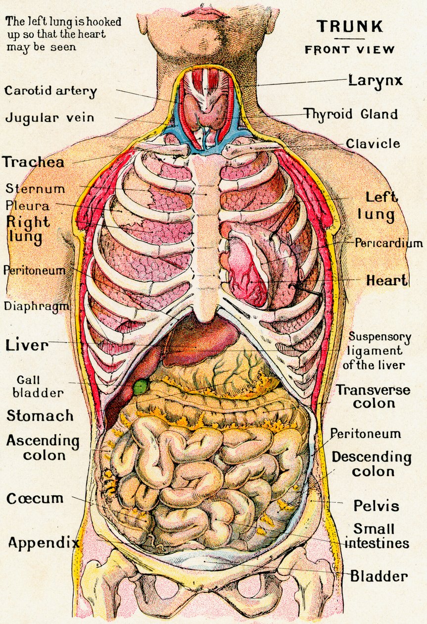 Anatomische Ansicht des menschlichen Torsos von German School