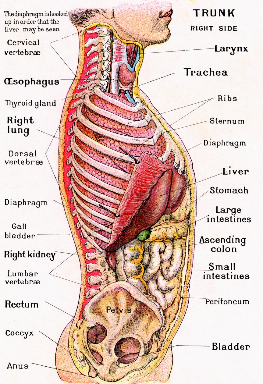 Anatomische Ansicht des menschlichen Torsos von German School