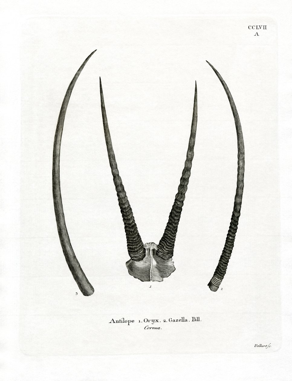 Arabische Oryx-Hörner von German School