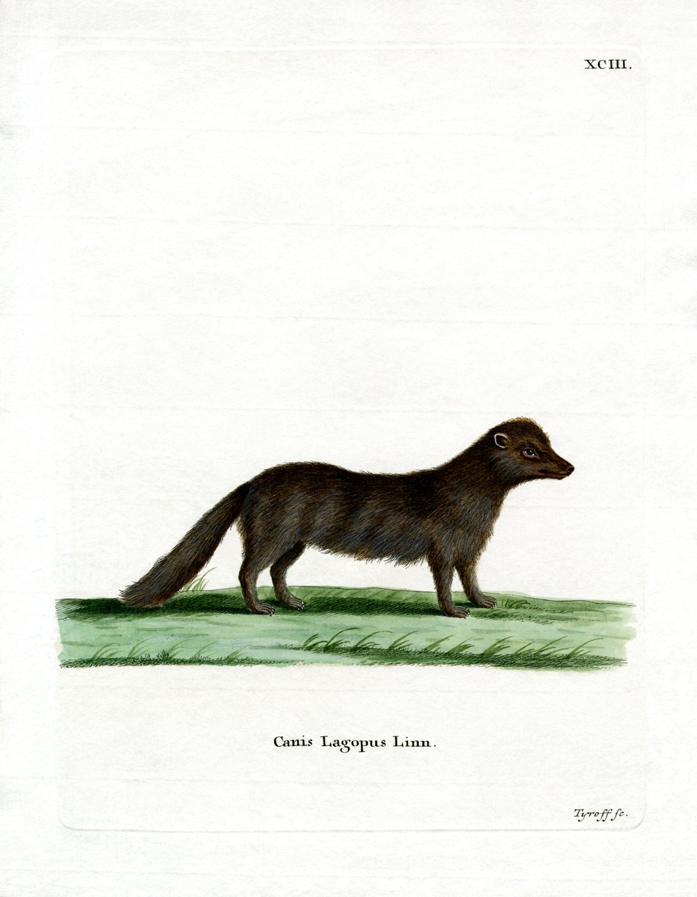 Polarfuchs von German School