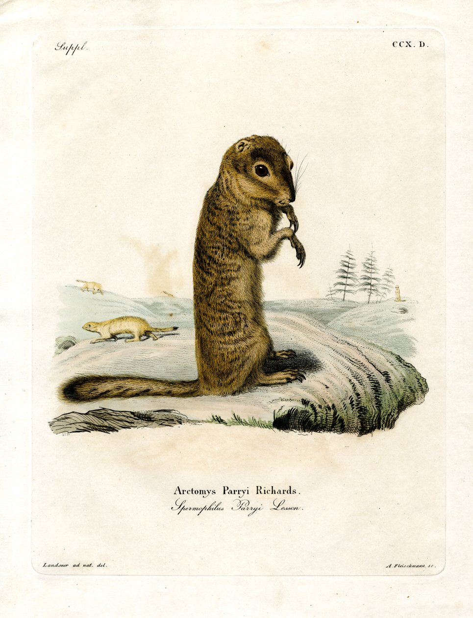 Arktisches Ziesel von German School