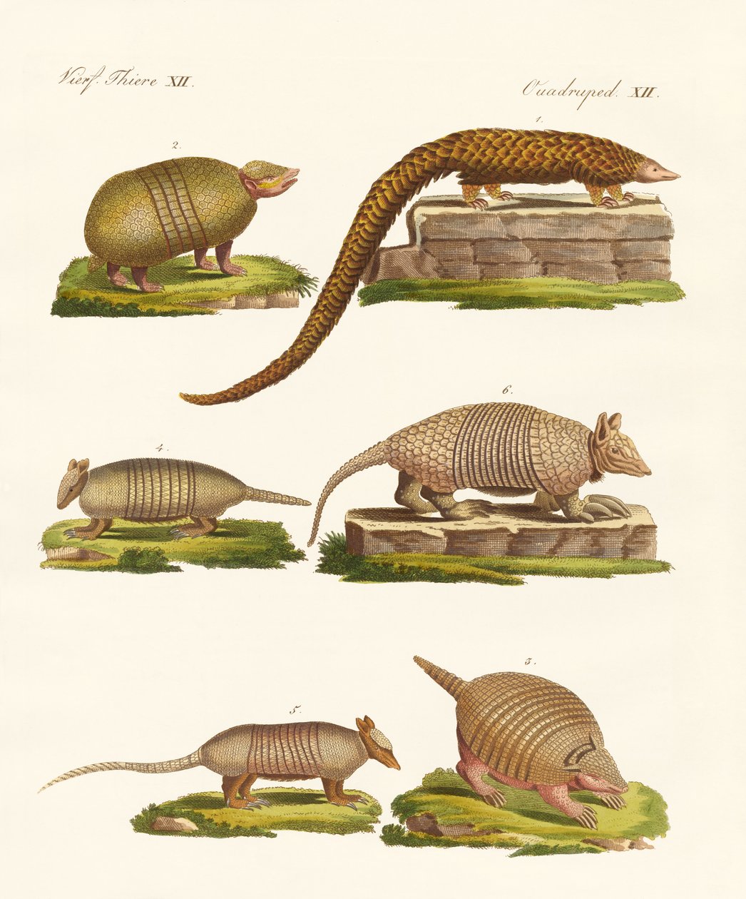 Gepanzerte Tiere von German School