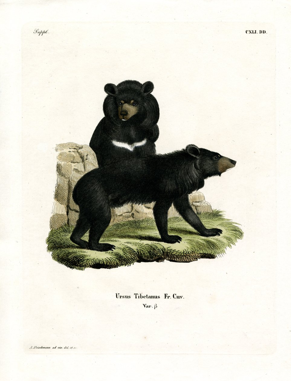 Asiatischer Schwarzbär von German School