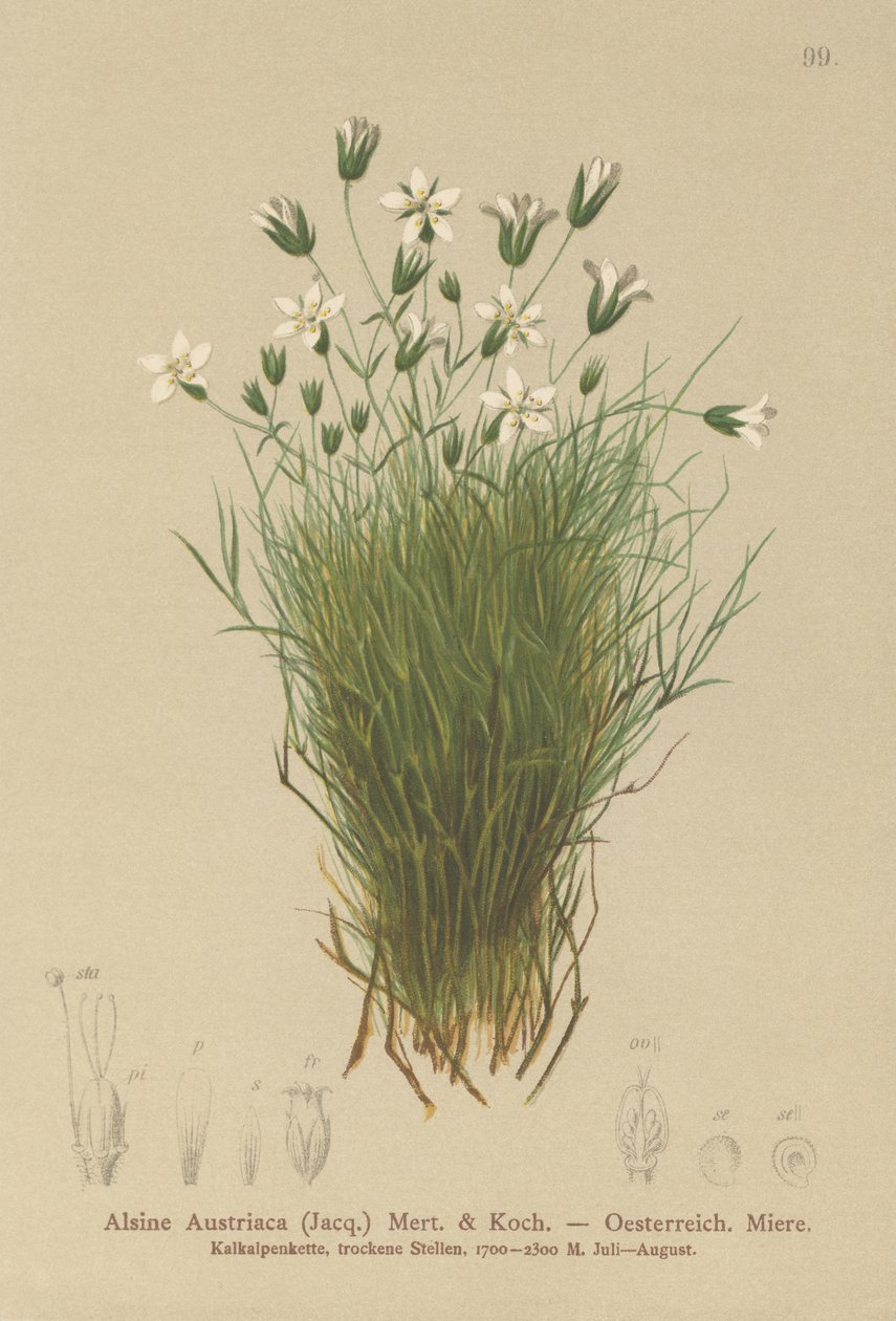 Österreichisches Sandkraut von German School