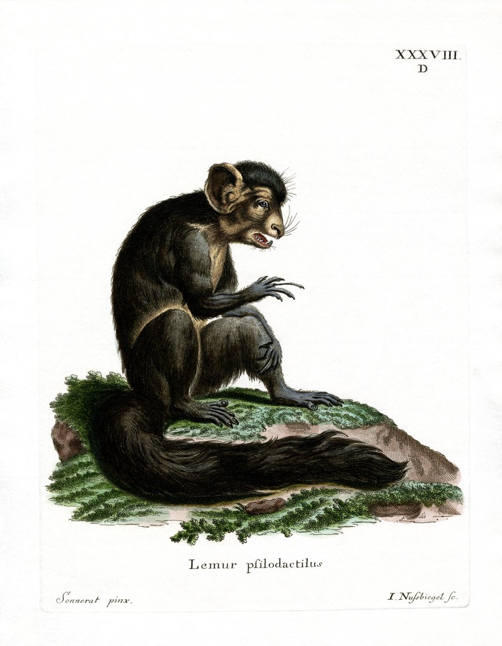 Aye-Aye von German School