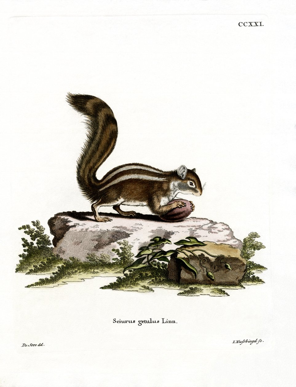Barbarisches Bodenhörnchen von German School