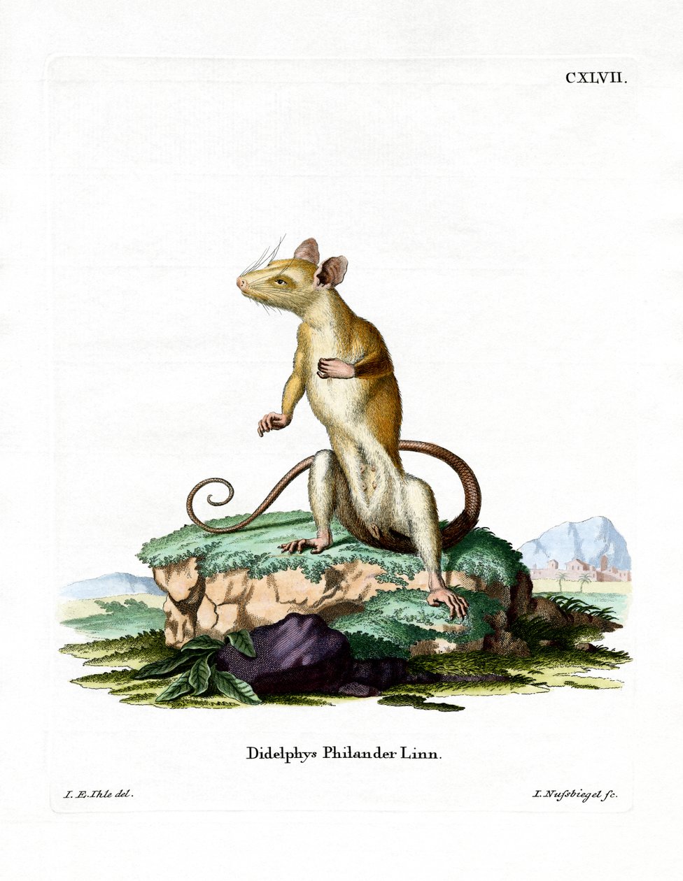 Nacktschwanz-Wollbeutelratte von German School