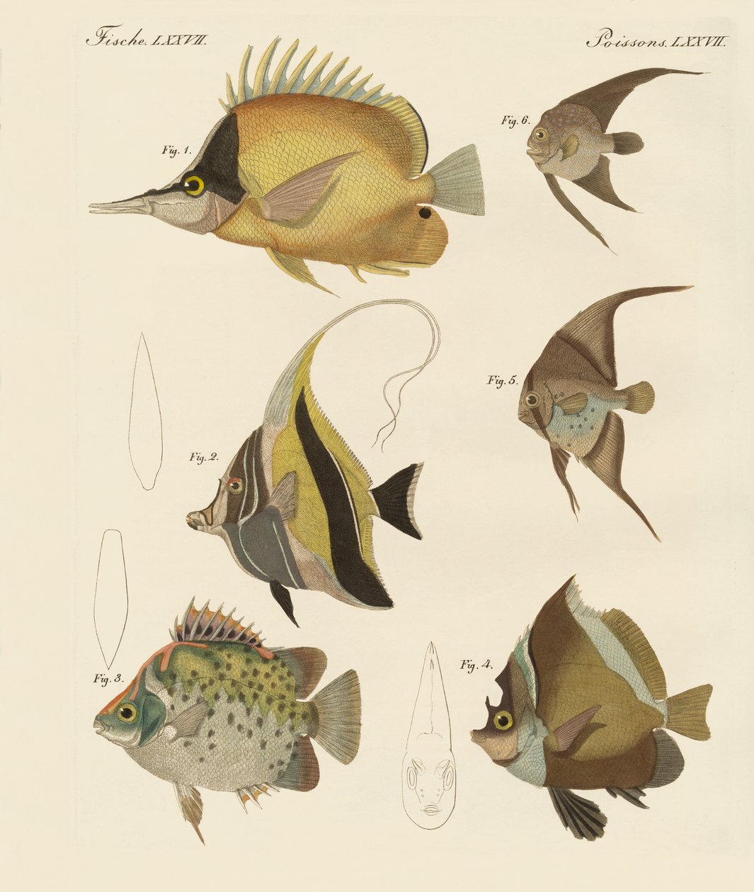 Schöne Fische von German School