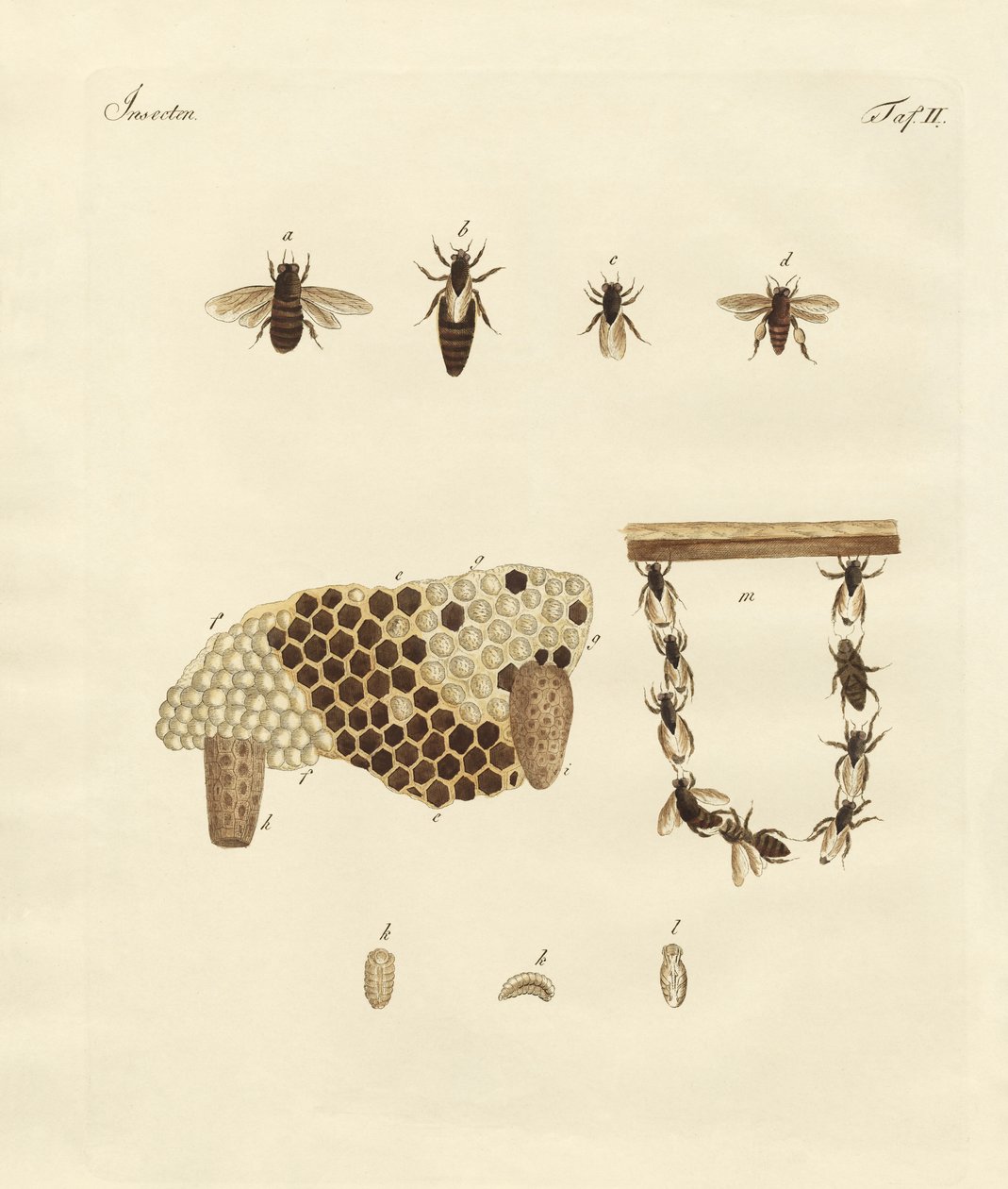 Bienen von German School