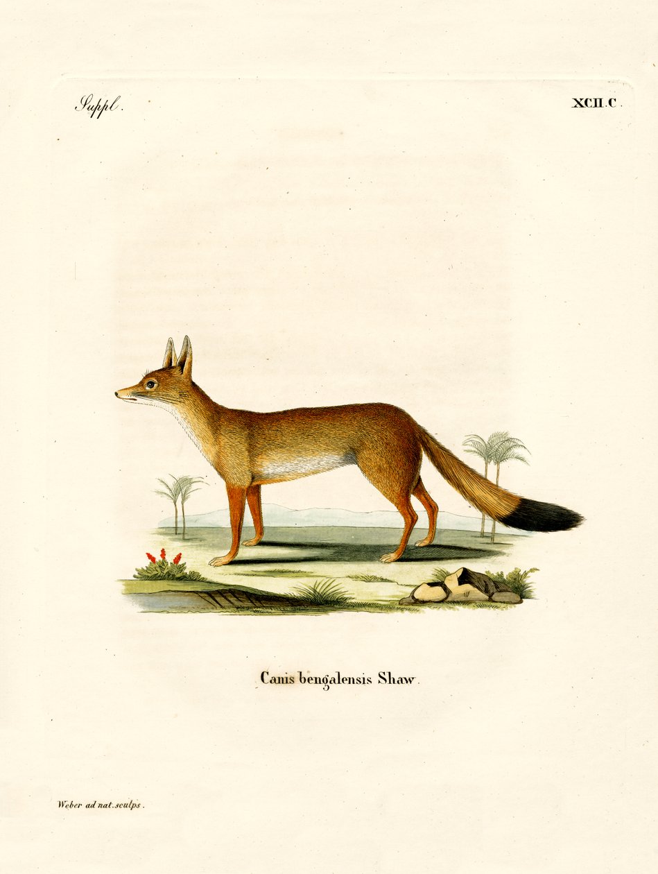 Bengalfuchs von German School