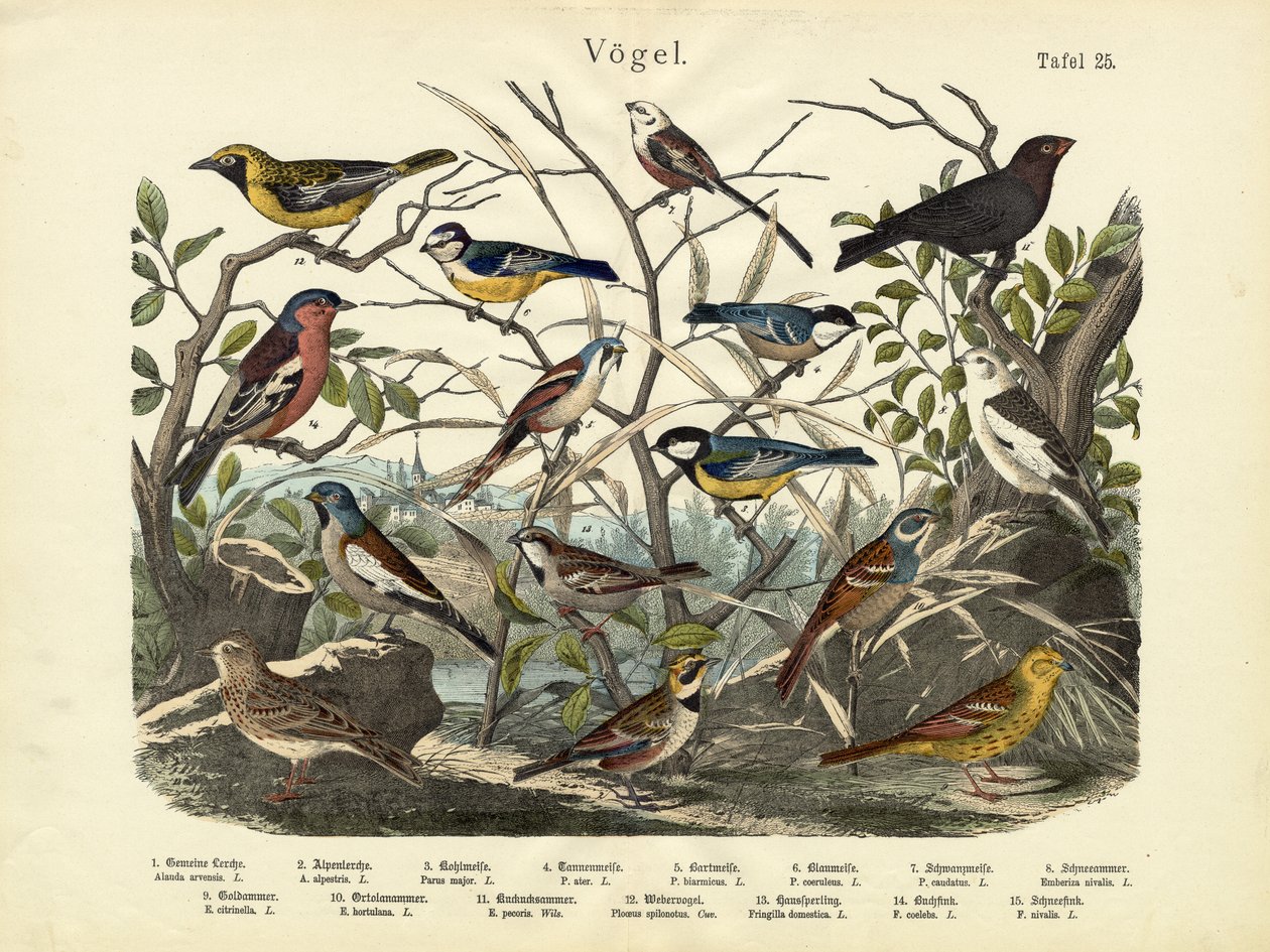 Vögel, ca. 1860 von German School