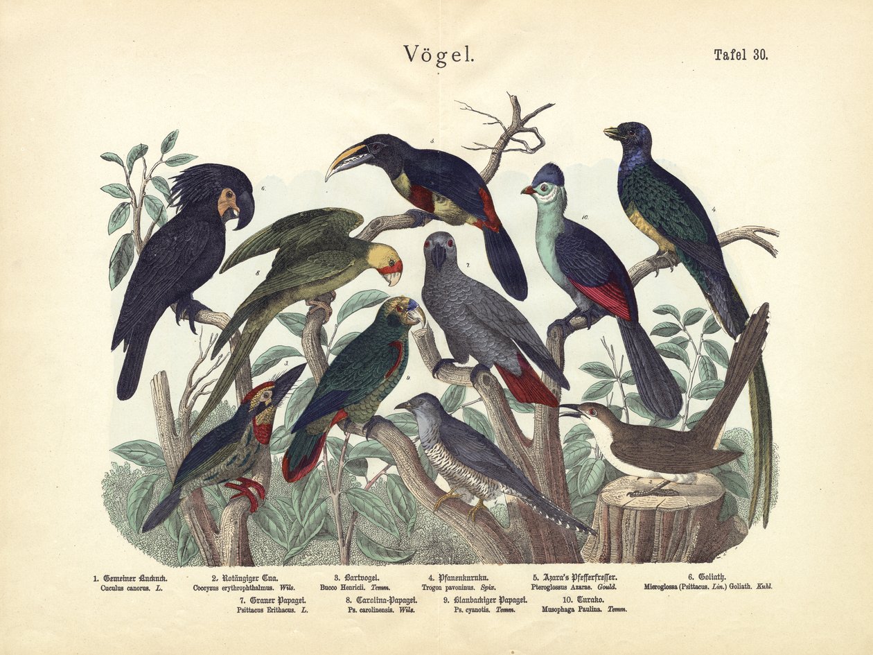 Vögel, um 1860 von German School