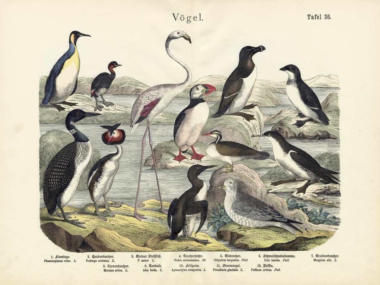 Vögel, um 1860 von German School