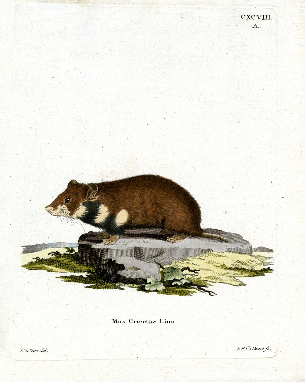 Schwarzbauch-Hamster von German School