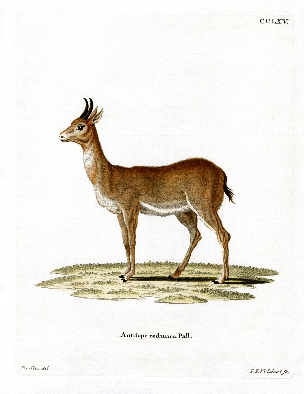 Bohor-Riedbock von German School