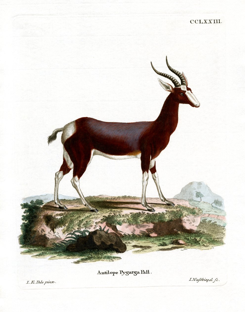 Buntbock von German School