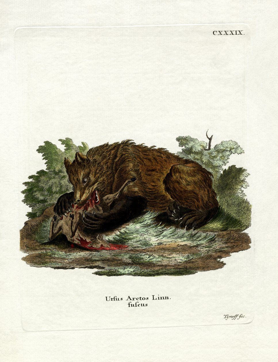 Braunbär von German School