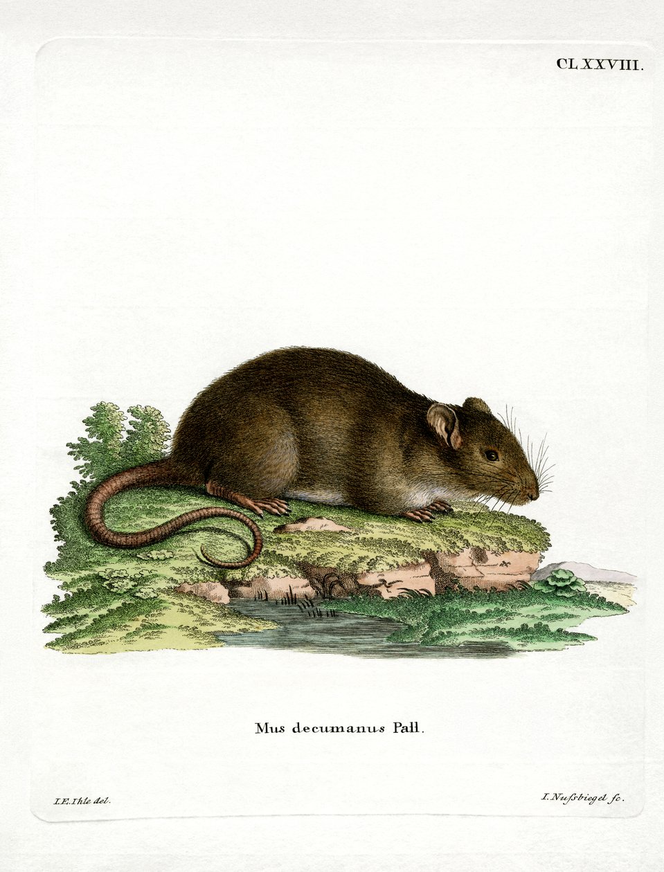 Braune Ratte von German School