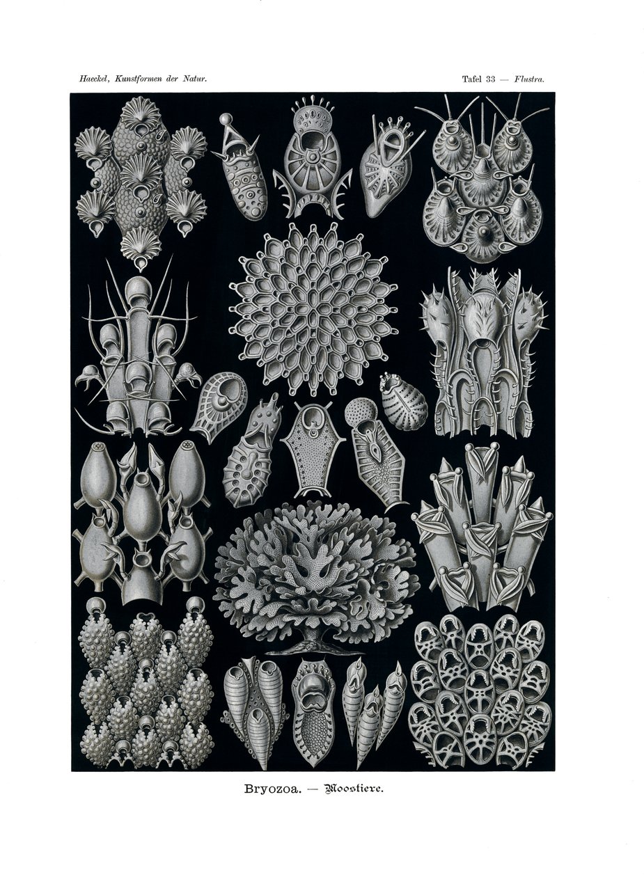 Bryozoa von German School